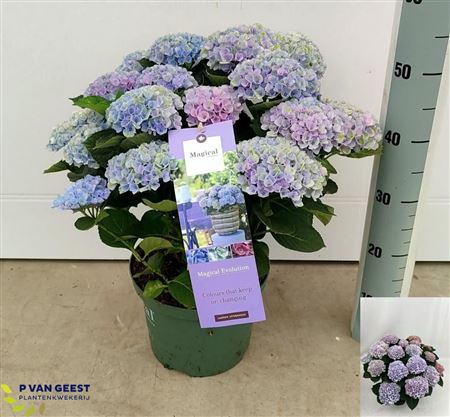 Pl Hydrangea Magical Revolution Blue 12+
