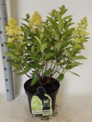 Pl Hydrangea Paniculata Mag Candle 12+