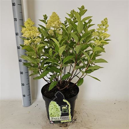 Pl Hydrangea Paniculata Mag Candle 12+