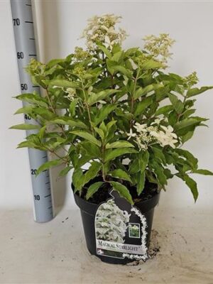 Pl Hydrangea Paniculata Mag Starlight 12+