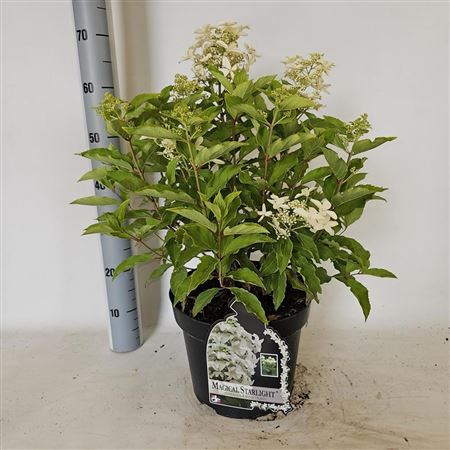 Pl Hydrangea Paniculata Mag Starlight 12+