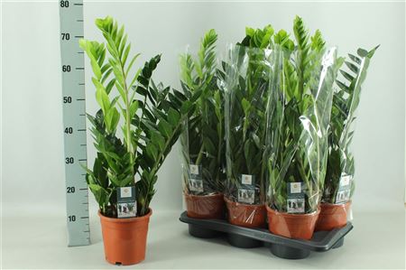 Pl Zamioculcas Zamiifolia 5+