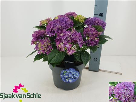 Pl Hydrangea Hi Ocean Blue 7+