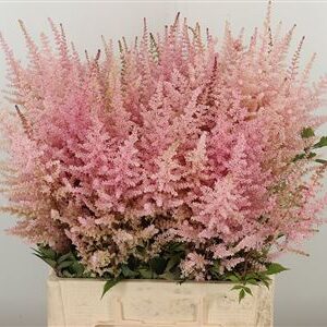 Astilbe Europa Pale Pink rezaný kvet