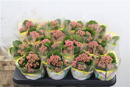 Pl Kalanchoe Double Purple