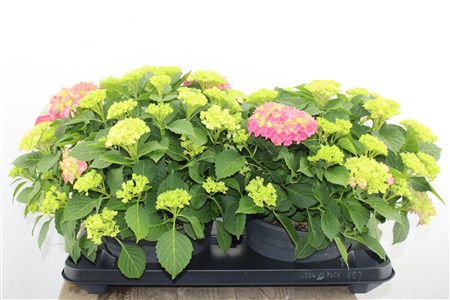 Pl Hydrangea Table Tensia Premium Xxl