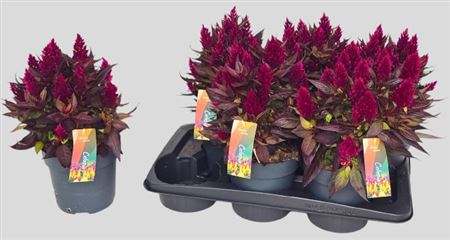 Pl Celosia Plumosa Scarlet Purple