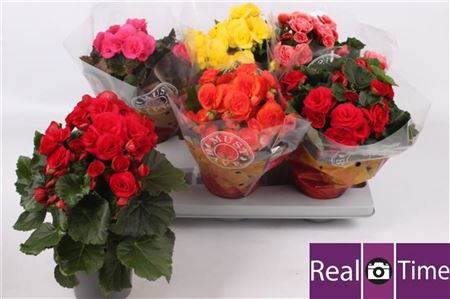 Pl Begonia Mix