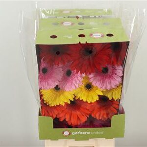Chryzantéma San Mad Mix 5 Colors 55 cm