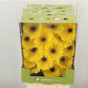Gerbera Don Leo sýtej farby na stonke