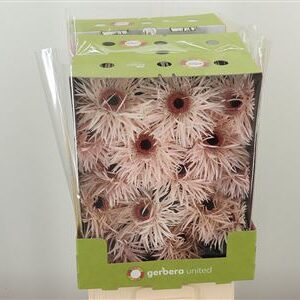 Balenie rezaných gerber Spider Cream Springs s jemnými krémovými kvetmi