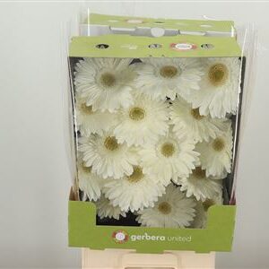 Gerbera Ter Icy 45 cm