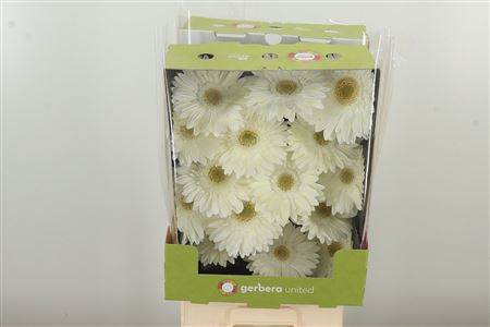 Gerbera Ter Icy 45 cm