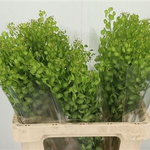 Thlaspi Butterfly 65 cm