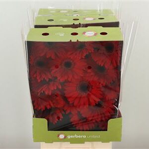 Gerbera Blinddate 45 cm