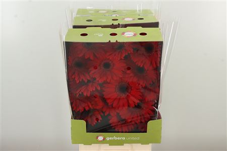 Gerbera Blinddate 45 cm