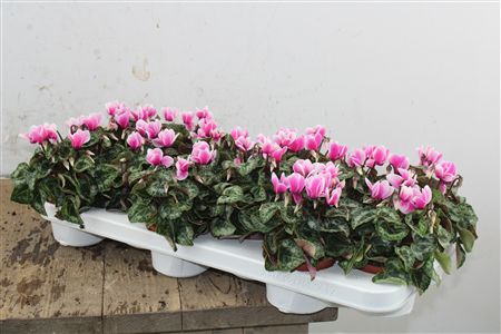 Pl Cyclamen Snowridge Pink