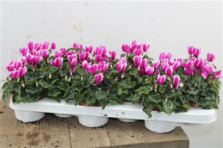 Pl Cyclamen Snowridge Purple