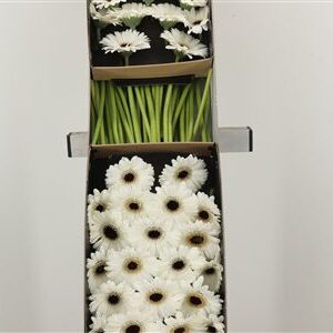 Gerbera Ge Mi @ Yuta 45 cm