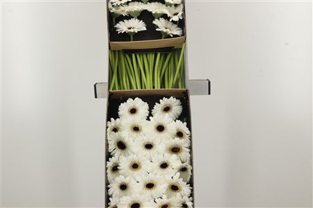 Gerbera Ge Mi @ Yuta 45 cm