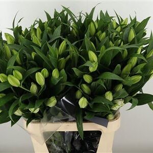 Or. Double Roselily Angela White 80 cm