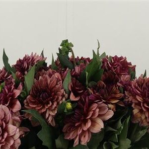 Dahlia Creme De Cognac – čerstvý rezaný kvet, dĺžka: 40 cm, pôvod: NL