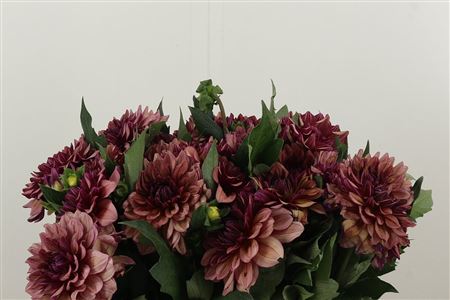 Dahlia Creme De Cognac – čerstvý rezaný kvet, dĺžka: 40 cm, pôvod: NL