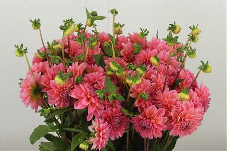 Dahlia Pp Doris Duke – čerstvý rezaný kvet, dĺžka: 50 cm, pôvod: NL
