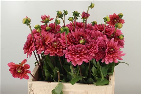 Dalia Yvonne Geerling – čerstvý rezaný kvet, dĺžka: 50 cm, pôvod: NL