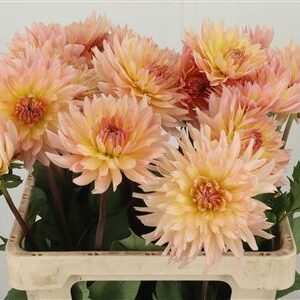 Dalia Yvonne Geerling – čerstvý rezaný kvet, dĺžka: 50 cm, pôvod: NL