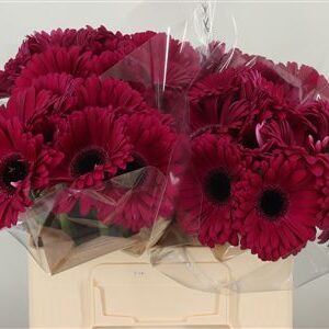 Gerbera Aladin s plnou hlávkou a výraznými okvetnými lístkami