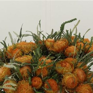 Banksia Dryandra – čerstvý rezaný kvet, dĺžka: 40 cm