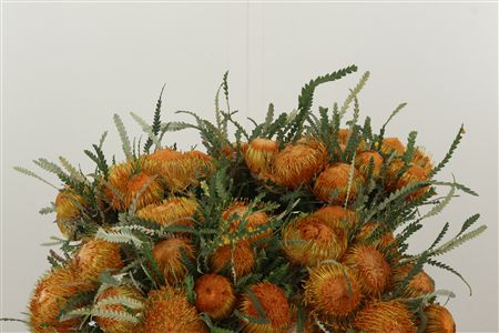 Banksia Dryandra – čerstvý rezaný kvet, dĺžka: 40 cm