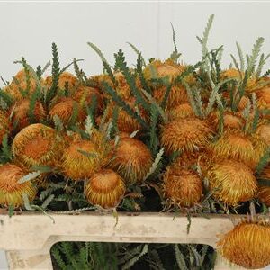 Banksia Dryandra – čerstvý rezaný kvet, dĺžka: 40 cm