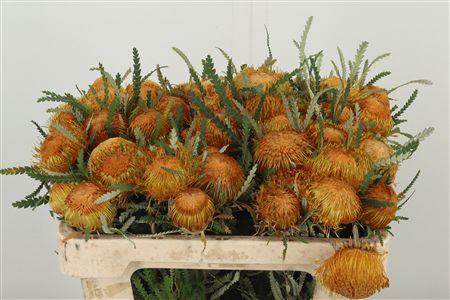 Banksia Dryandra – čerstvý rezaný kvet, dĺžka: 40 cm