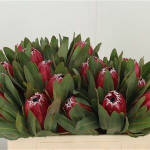 Protea Sheila – čerstvý rezaný kvet, dĺžka: 50 cm