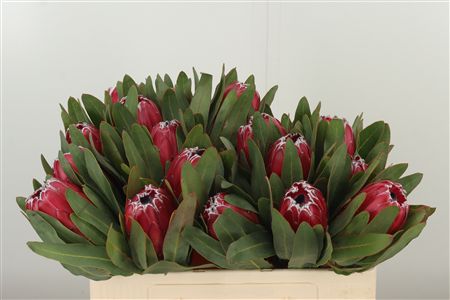 Protea Sheila – čerstvý rezaný kvet, dĺžka: 50 cm