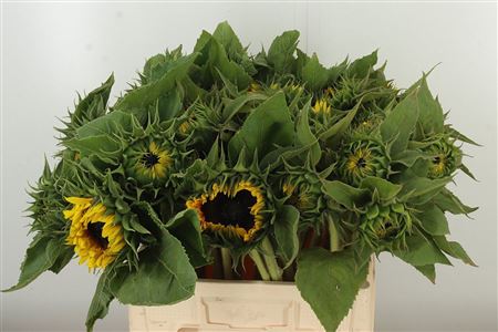 Helianthus Sunrich Orange – čerstvý rezaný kvet, dĺžka: 60 cm, pôvod: NL