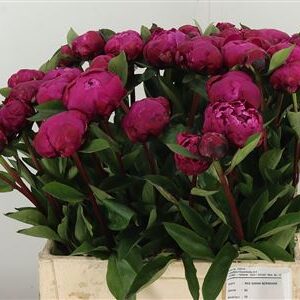 Paeonia Red Bernhardt – čerstvý rezaný kvet, dĺžka: 60 cm, pôvod: NL