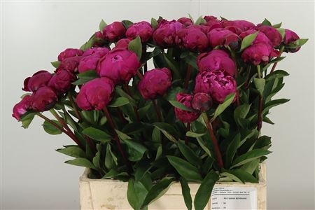 Paeonia Red Bernhardt – čerstvý rezaný kvet, dĺžka: 60 cm, pôvod: NL