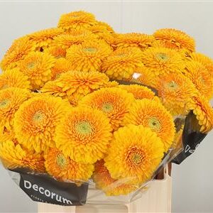 Gerbera Pompom Honeydew 50 cm