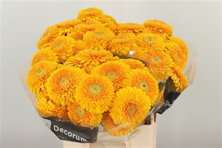 Ge Mi Aq Pomp Honeydew – čerstvý rezaný kvet, dĺžka: 50 cm, pôvod: NL
