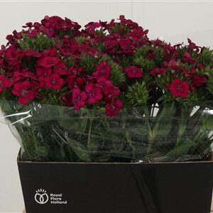 Di Barb Neon Cherise – čerstvý rezaný kvet, dĺžka: 45 cm, pôvod: NL