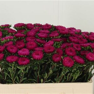 Callis Pink – čerstvý rezaný kvet, dĺžka: 50 cm, pôvod: DE