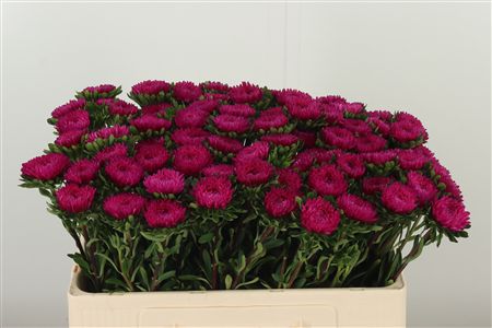 Callis Pink – čerstvý rezaný kvet, dĺžka: 50 cm, pôvod: DE