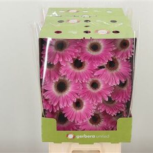 Gerbera Cubanita 50 cm