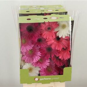 Gerbera Mix Lilac Pink 50 cm