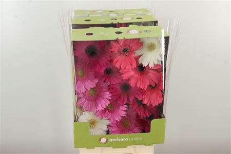 Gerbera Mix Lilac Pink 50 cm