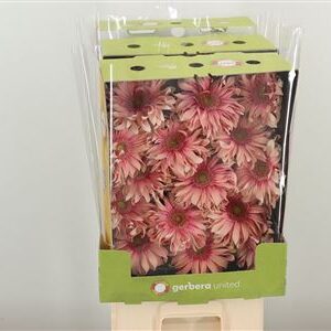 Gerbera Pasta Rosata s jemne ružovými okvetnými lístkami