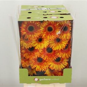 Gerbera Spotlight 50 cm